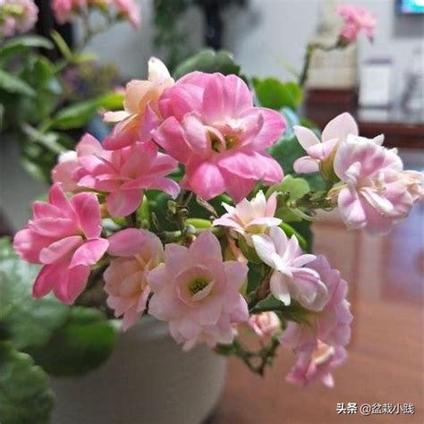 長壽花寓意|長壽花怎麼養？一文了解長壽花種植照顧技巧，繁殖、花語&風水。